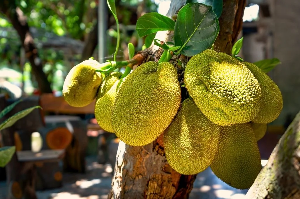 Jackfruit, the tropical fruit that tasted like a mix of banana, pineapple, and mango
