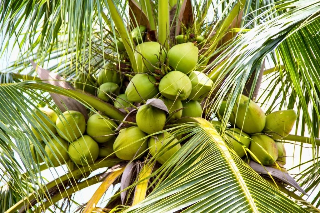 Kelapa muda or known as young coconut as one of the tropical fruits in Bali, commonly used for hydration.