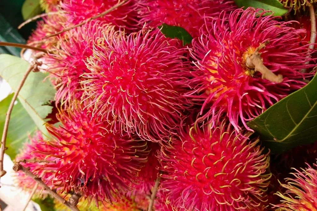 Sweet, juicy, and slightly floral tropical fruits in Bali called Rambutan